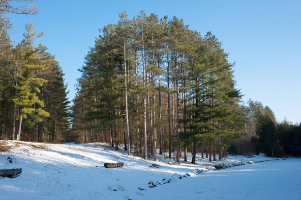 Nature after snowfall, cold weather, white fairy wood for background
