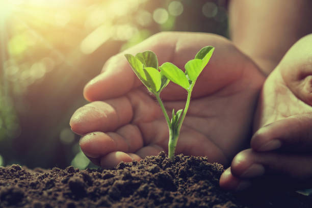 istock hand protect small tree with sunlight in nature. agriculture concept 1085122410