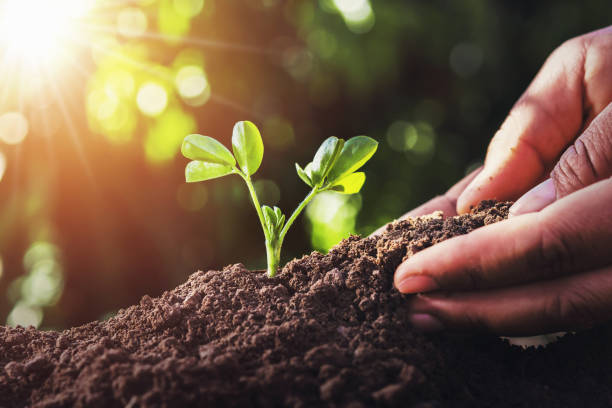 istock farmer planting small tree with sunlight in nature. agriculture concept 1085122426