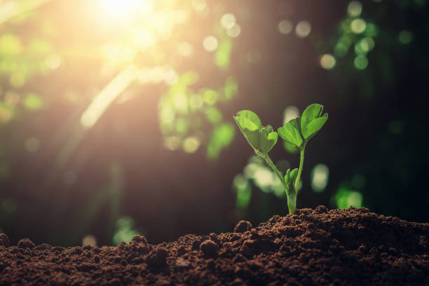 istock young plant growing in garden with sunlight 1085122428