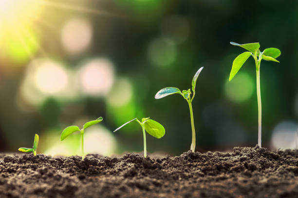 istock young plant growing step in nature and sunshine 1085122432