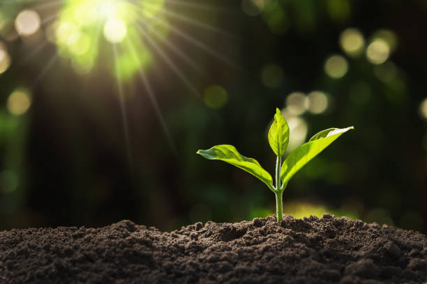 joven planta en jardín con luz solar - cultivado fotografías e imágenes de stock