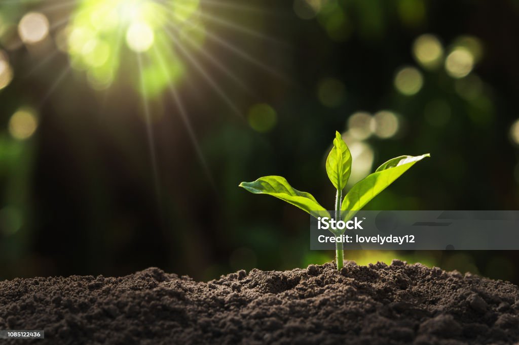 young plant growing in garden with sunlight Seedling Stock Photo