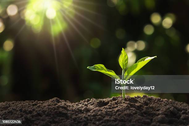 Young Plant Growing In Garden With Sunlight Stock Photo - Download Image Now - Seedling, Growth, Cultivated