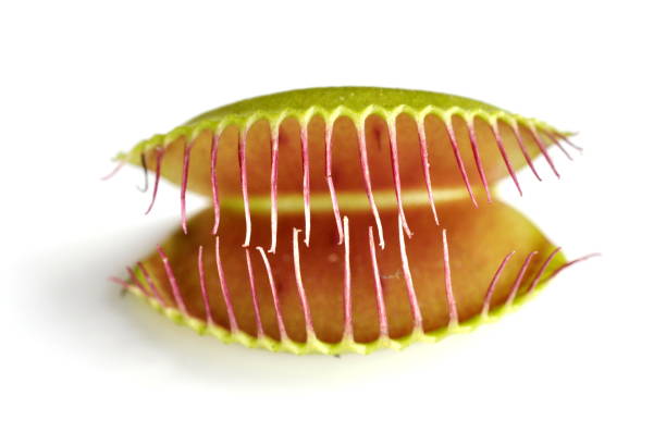 Venus flytrap Closeup on the insect trapping structure of a Venus Flytrap plant carnivorous stock pictures, royalty-free photos & images