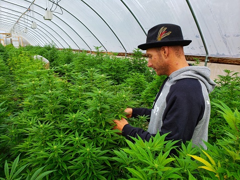 Farmers switch from produce to hemp as a major crop after legalization.  CBD oil and other hemp based products generate higher farm income.