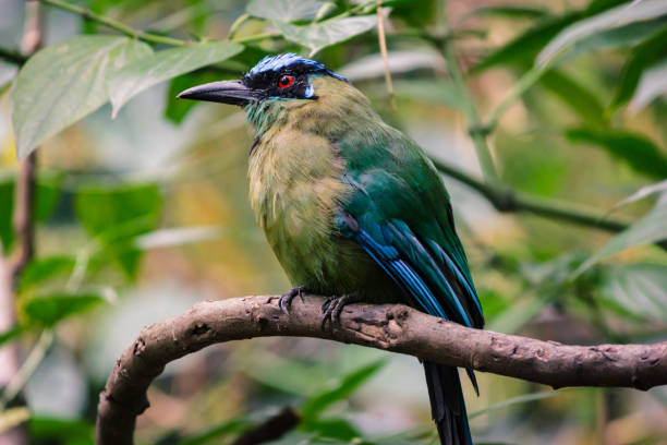 istock Beautiful green blue bird 1085126258
