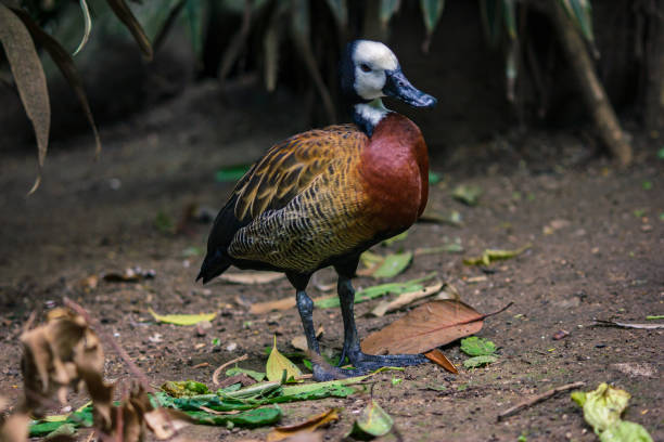 Beautiful yellow and red duck