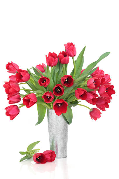 istock Red Tulip Flowers 108512783
