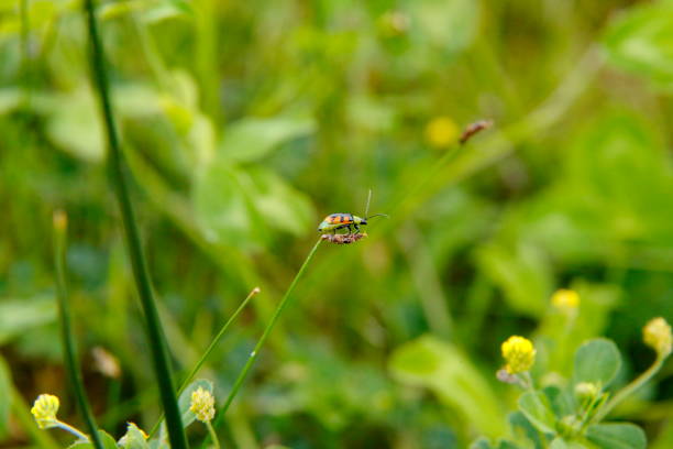 Orange and black beetle on a blade of grass in Cotacachi, Ecuador