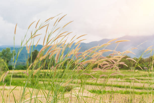 istock grass flower and mountain is background 1085131118
