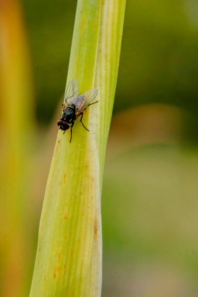 istock Fly on a blade of grass 1085134276