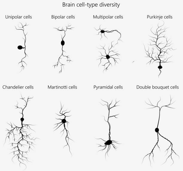 Brain cell-type diversity - morphological Brain cells (neurons) vary in their morphological features, and this also dictates their function. Some of the many neuron types are shown. axon terminal stock illustrations