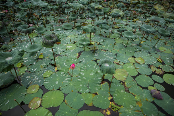 istock Natural lotus pond 1085137404