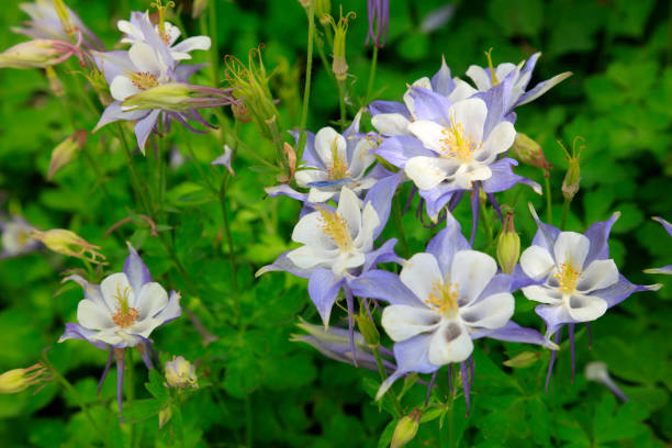 istock Ranunculaceae isopyreae in a park 1085137636