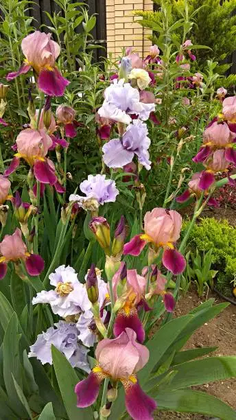 Iris flower bed. 
Bitone Tall Bearded Iris "Indian Chief" has wine-red / burgundy falls with standards of pale burgundy / pink with a yellow splash in the centre.
Light violet Iris flowers.