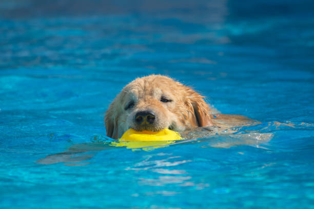 2,500+ Golden Retriever Swimming Stock Photos, Pictures & Royalty-Free ...