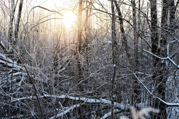istock Winter forest in the evening lit by the sun as a background 1085143592