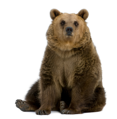 Brown Bear, 8 years old, sitting in front of white background.