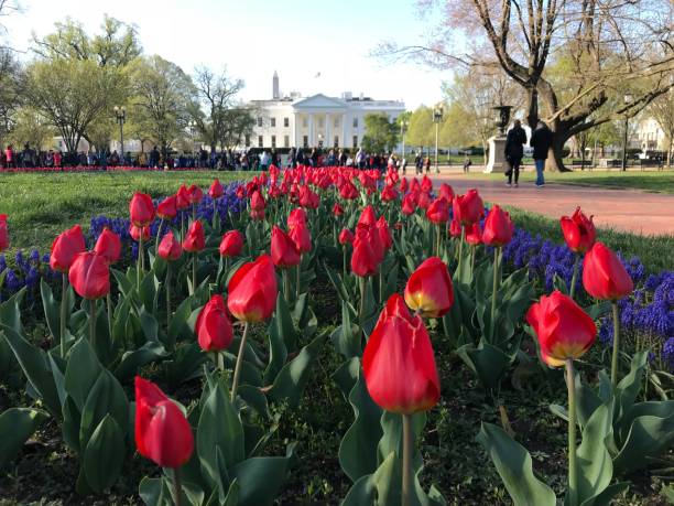 istock White house and tulip 1085144618