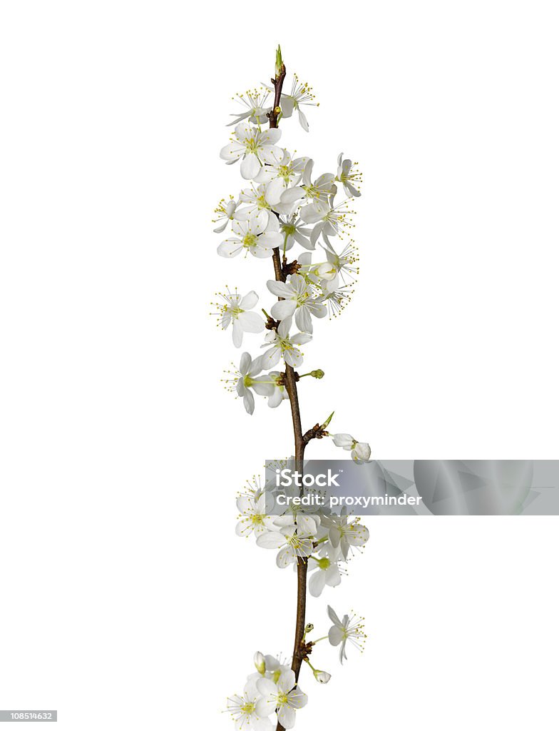 Wiśniowe drzewo kwiat - Zbiór zdjęć royalty-free (Biały)