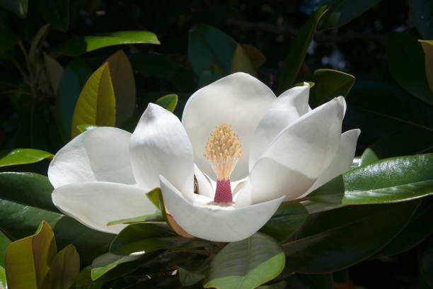 istock White southern magnolia bloom surrounded by leaves 1085148482