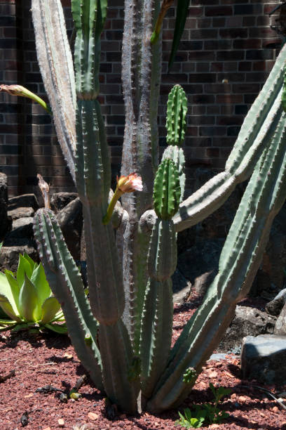 istock Tall torch cactus with flower opening 1085149420