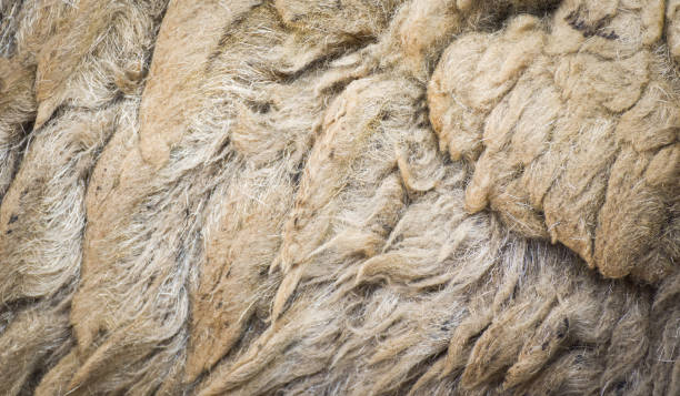 istock sheep fur wool texture / abstract wool texture close up of real wool sheep background 1085151152