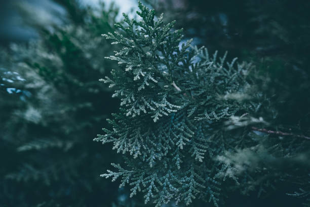 istock Christmas background. Green fir tree. 1085155344