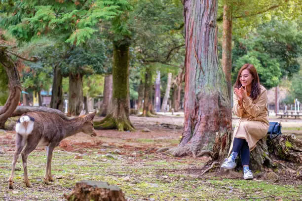 Photo of Closeup image of an asian woman sitting and playing with a wild deer