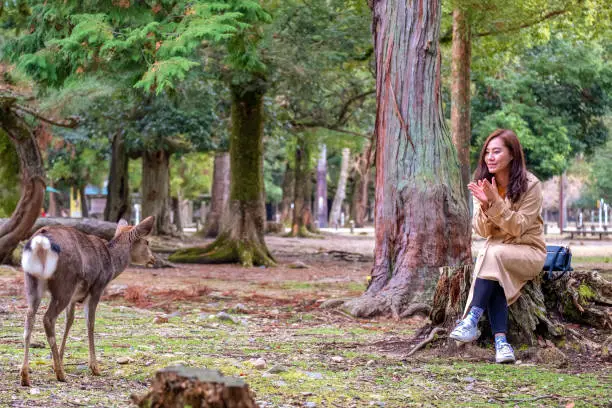 Photo of Closeup image of an asian woman sitting and playing with a wild deer