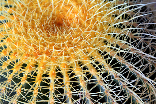 Cactus plants Echinocactus\