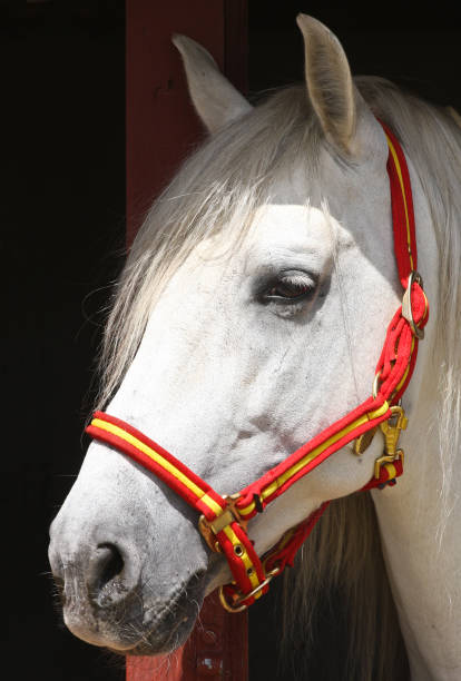 istock Horse portrait 1085164810