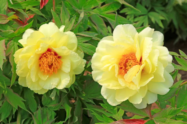 istock Peony flower in the garden 1085167256