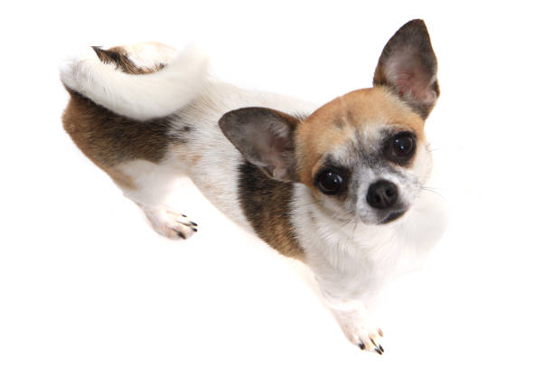 istock small chihuahua isolated 1085168398