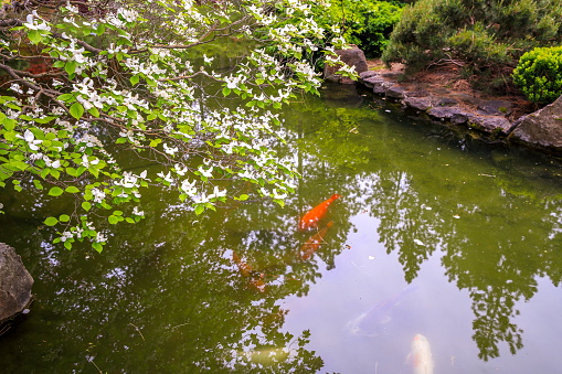 big shoal of common carps swimming together and coming above the water with their mouths, common fish specie from Europe