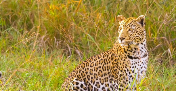 istock Close up of an African Leopard 1085170146