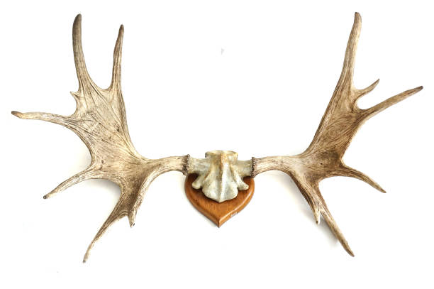 istock antlers of fallow deer isolated 1085170324