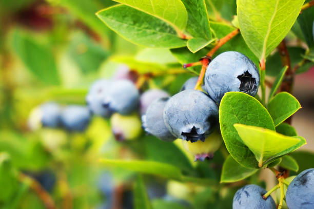 istock blueberries plant with fruits 1085170376