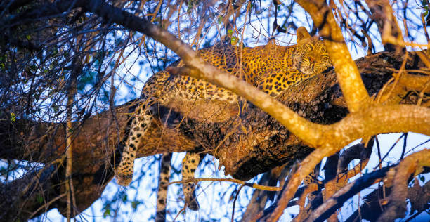 istock Close up of an African Leopard 1085170424