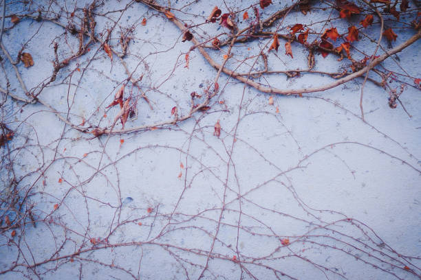 istock Creepy plant with dry leaves on a blue wall. 1085170570