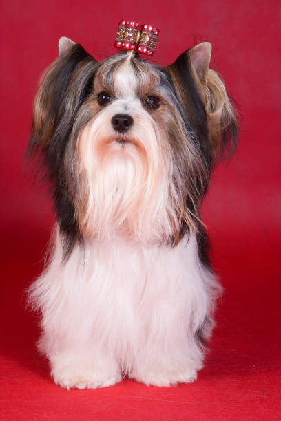 istock Puppy dog biver york on a red background 1085170590