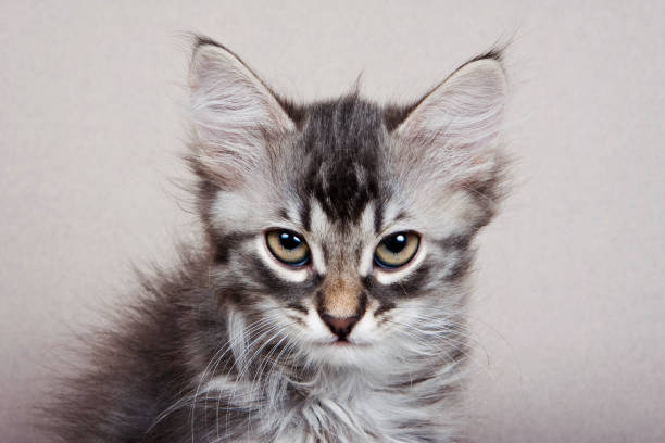 istock Fluffy gray striped kitten Siberian cats on a gray background 1085170682