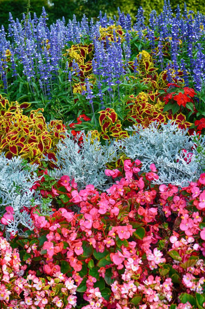 istock beautiful flower garden 1085170728