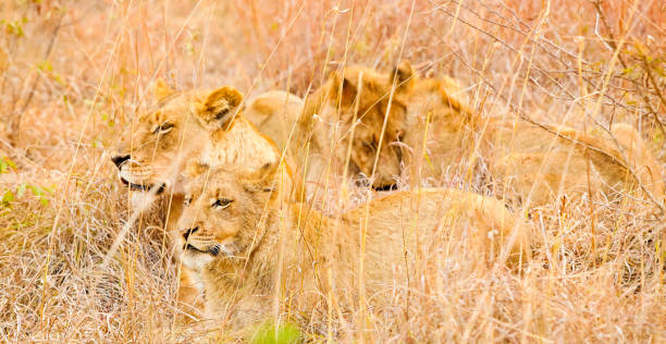 istock African Lions in a Game Reserve 1085171038