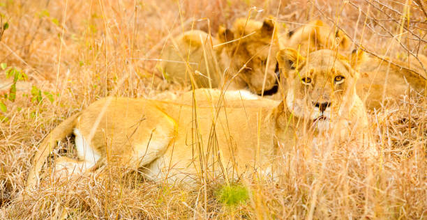 istock African Lions in a Game Reserve 1085172088