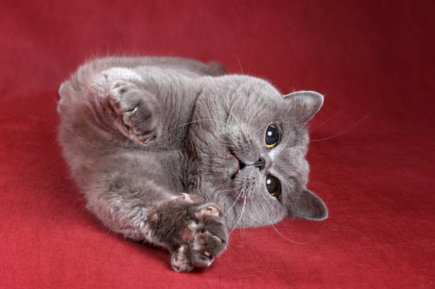 istock Gray kitty british cat on red background 1085172350