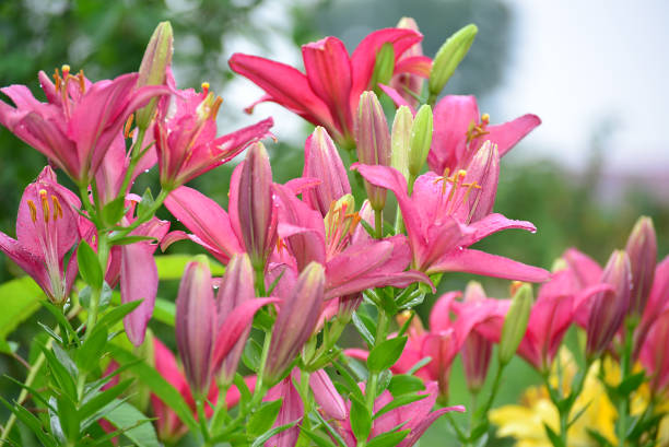 istock Lilies in drops of water after rain 1085172838