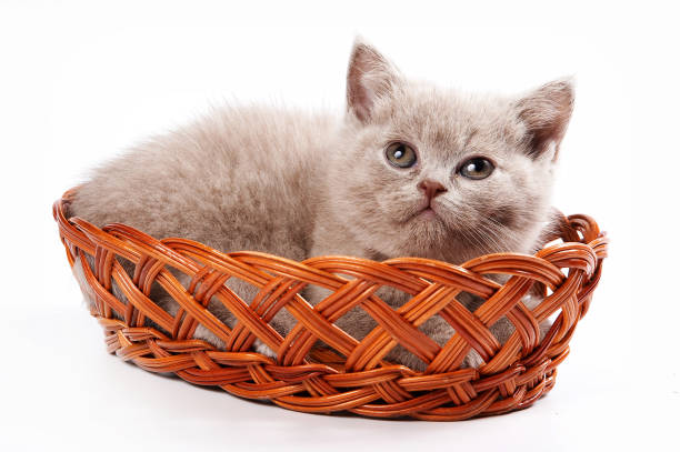 istock brown kitten british cat in a basket (isolated on white) 1085175556