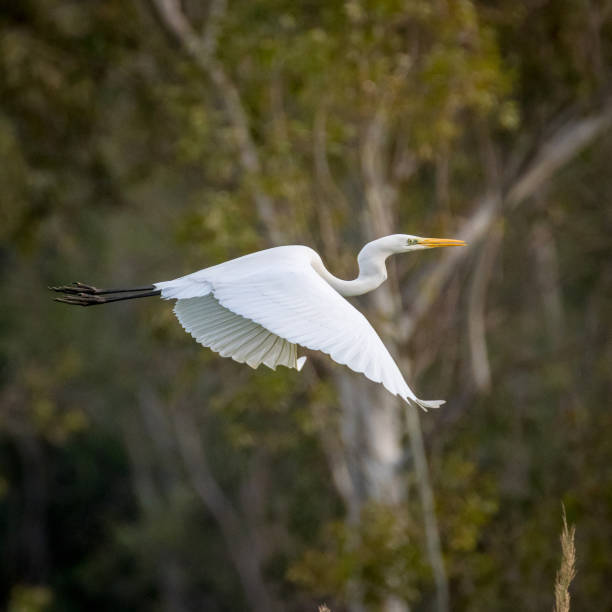 istock Isolated white Egret bird in flight- Israel 1085185104